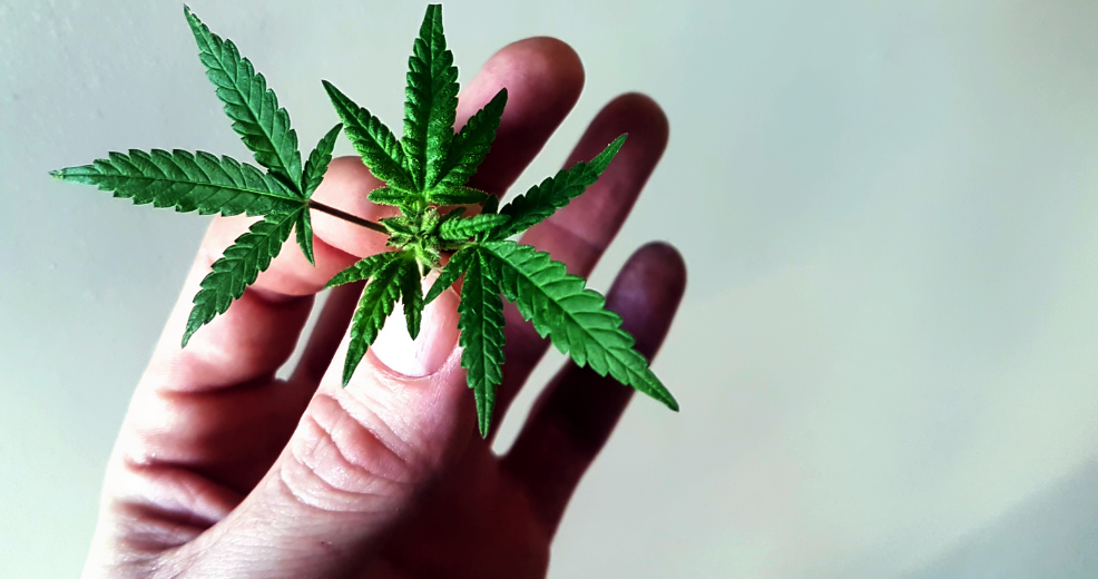 Hand holding cannabis leaf against neutral background.