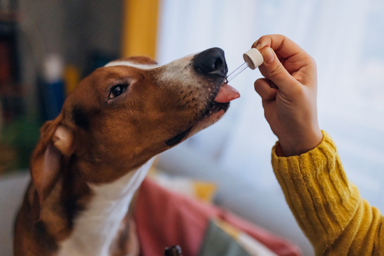 CBD for dogs - A hound dog sitting calmly next to its owner, who is giving it cannabis oil using a pipette.