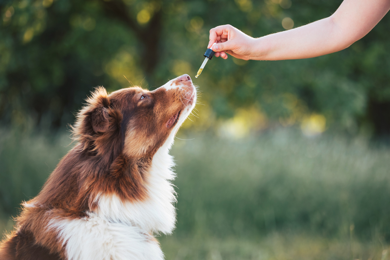 CBD for dogs - A pet owner giving CBD oil to his dog using a dropper.